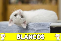 Nombres para gatos blancos.