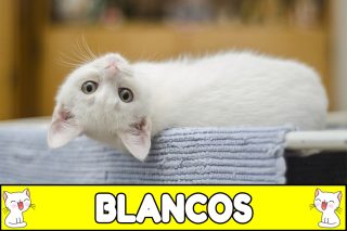 Nombres para gatos blancos.