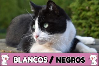 Nombres para gatos blancos y negros.