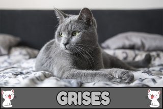 Nombres para gatos grises.