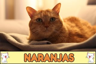 Nombres para gatos naranjas.