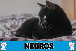 Nombres para gatos negros.