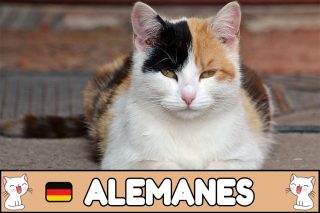 Nombres alemanes para gatos.
