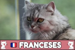 Nombres franceses para gatos.