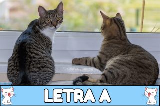 Nombres para gatos con A.