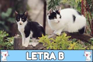Nombres para gatos con B.