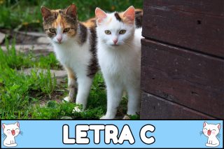 Nombres para gatos con C.