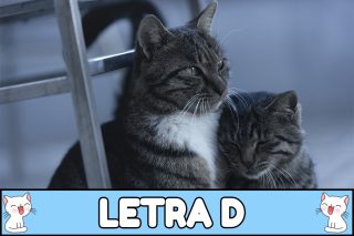 Nombres para gatos con D.