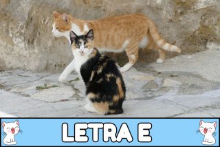 Nombres para gatos con E.