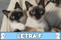 Nombres para gatos con F.
