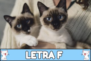Nombres para gatos con F.