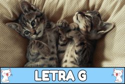 Nombres para gatos con G.