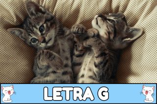 Nombres para gatos con G.