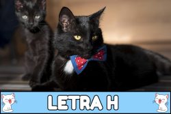 Nombres para gatos con H.