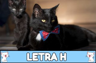 Nombres para gatos con H.