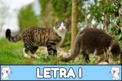 Nombres para gatos con I.