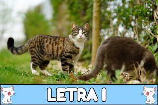 Nombres para gatos con I.