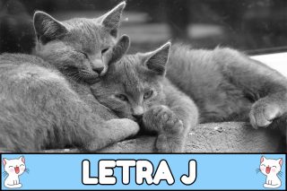 Nombres para gatos con J.