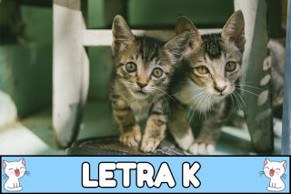 Nombres para gatos con K.