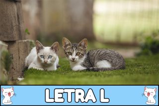 Nombres para gatos con L.