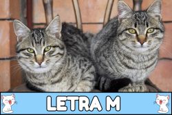 Nombres para gatos con M.