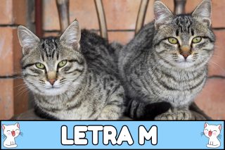 Nombres para gatos con M.