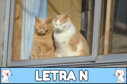Nombres para gatos con N.