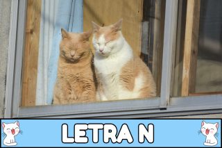 Nombres para gatos con N.