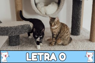 Nombres para gatos con O.
