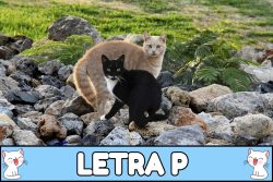 Nombres para gatos con P.