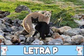 Nombres para gatos con P.
