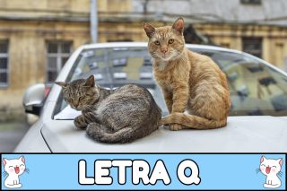 Nombres para gatos con Q.