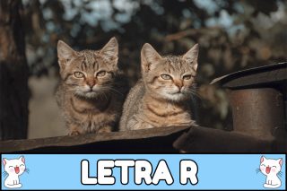 Nombres para gatos con R.