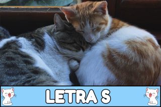 Nombres para gatos con S.