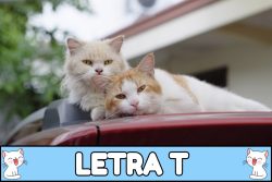 Nombres para gatos con T.