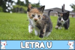 Nombres para gatos con U.
