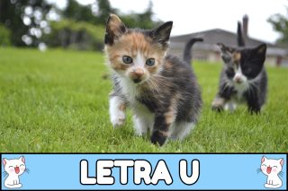 Nombres para gatos con U.