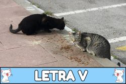 Nombres para gatos con V.