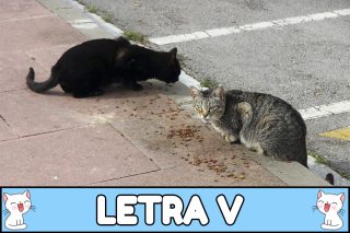 Nombres para gatos con V.
