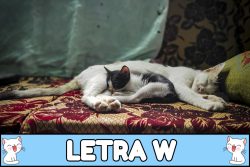 Nombres para gatos con W.