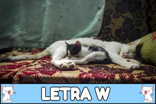 Nombres para gatos con W.