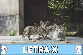 Nombres para gatos con X.