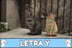 Nombres para gatos con Y.