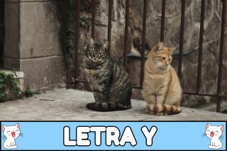 Nombres para gatos con Y.