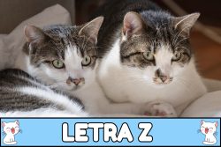 Nombres para gatos con Z.