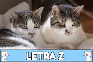Nombres para gatos con Z.