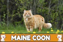 Nombres para gatos Maine coon.