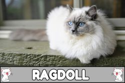 Nombres para gatos ragdoll.