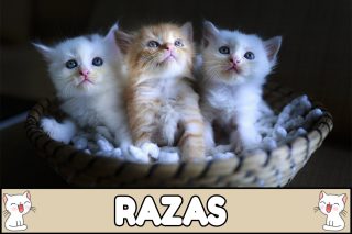 Nombres para gatos según su raza.