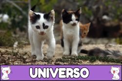 Nombres para gatos del universo.